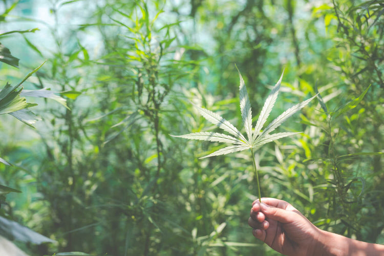 CBD patches + Yoga Routine: Natural Ways to Improve Mind-Body Balance
