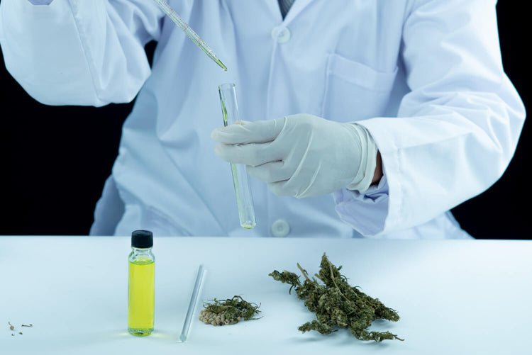 CBD Daily: How Consistency Improves Sleep, Stress, and Pain