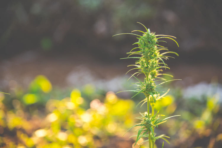 Sow Seeds, Reap Sustainability: 10 Ways Hemp Helps the Environment